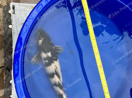 Koi display tanks