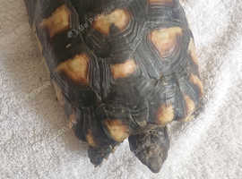 Tortoise for sale