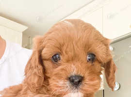 Adorable F1 Cavapoos Puppies