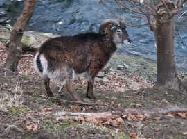 Pair of Soay Sheep wethers