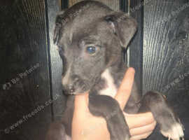 Bull greyhound puppies
