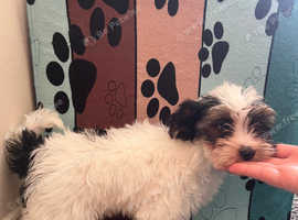 Last Boy Biewer Terrier