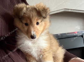 Shetland sheepdog puppy looking for forever homes