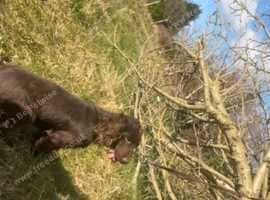 Working cocker spaniel girl