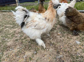 5 month old silkie cockerels