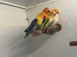 Opaline Love Bird for Sale