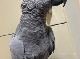 Super tame African grey parrot set up