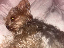 Owner passed so needs rehoming