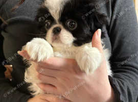 Absolutely stunning Japanese chin pups