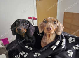 Minature Dachshund