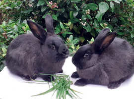 Fully vaccinated purebred young Sable rabbit looking for a good home - ready now!