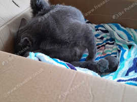 Russian blue babies