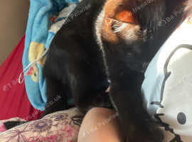 Domestic black kitten