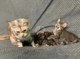 Full Maine Coon Kittens Available.