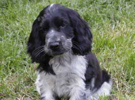Show Type Cocker Spaniel Puppies
