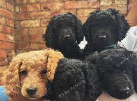 Cavapoo