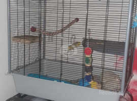 2 male rats with cage and accessories