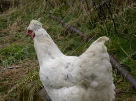 Pretty young white hen with 7 chicks
