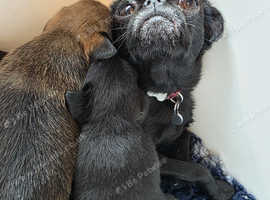 Purebred Brussel Griffon Pups