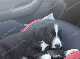 10 week old puppy