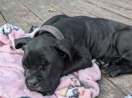 Gorgeous girly looking for forever home.