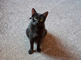 Female cat looking for forever home
