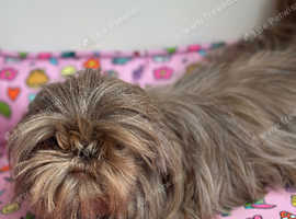Imperial shihtzu girl
