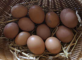 Hatching eggs X 6.. light Sussex, blue belle, black star and speckled hens