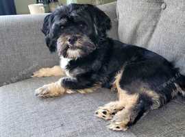 Lsha apso cross shih tzu cross