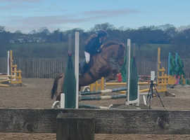 Beautiful jumping pony