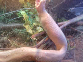 2x boas with full set up