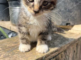 Moggy cross breed