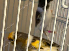 canarys...cages...nestin boxes...water bottles etc
