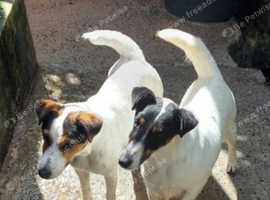 Fox terrier for rehome
