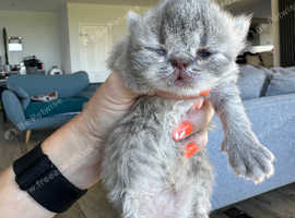 Stunning Persian kittens, Seal Point and Grey Smoke