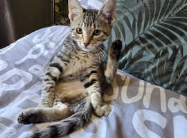 Savannah x kitten