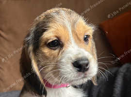 Beautiful Cavapoo x Beagle