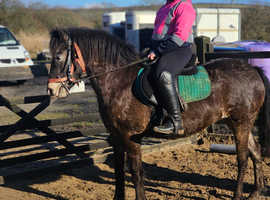 12.3 childs pony