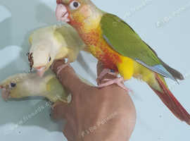 Hand reared conure