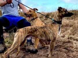 Lurcher puppies for sale collie whippet greyhound cross