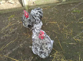Lovely Unrelated Pair of Blue Splash Bantam Orpingtons. Hen in Lay.