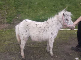 Spotted pony