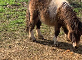 Miniature Shetland fily