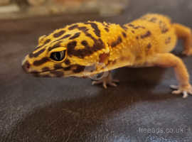 Leopard Gecko with full set up