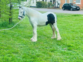Cob filly.