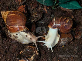 2 Giant African land snails with full set up