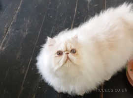 Himalayan cat deals for sale