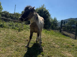 Zack cob / welsh d appaloosa