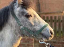 Beautiful Welsh section A colt