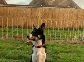 Border collie